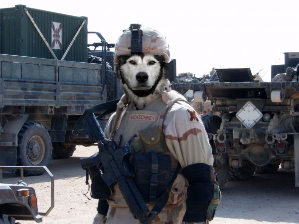 army dog